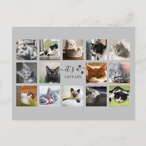 Cat Photo Collage with Paw Prints   Postcard