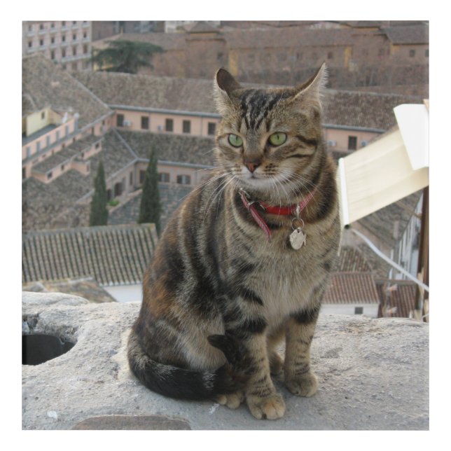 Cat Photo crylic Wall Art, 30.5 cm x 30.5 cm Acrylic Print (Front)