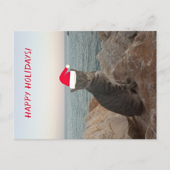 Cat Photo Happy Holidays Postcard (Front)