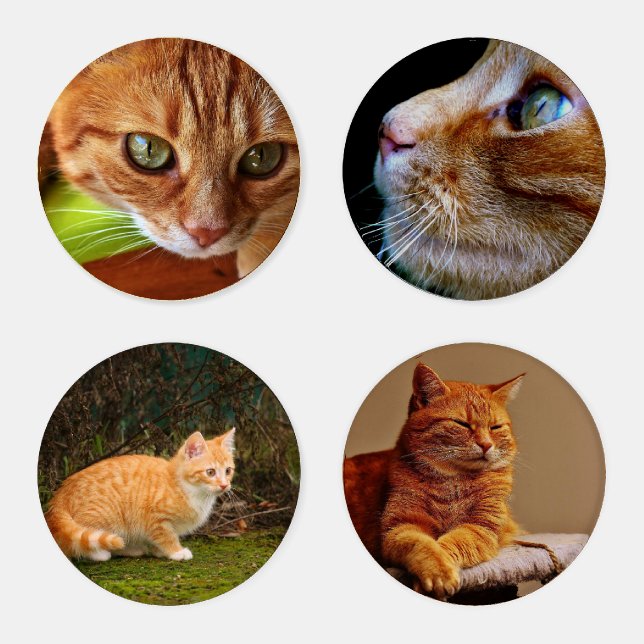 Cat Photo Kitten Memories Easy Template Gift Coaster Set (Set)