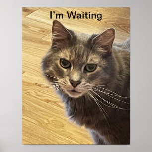 Cat Photo Poster