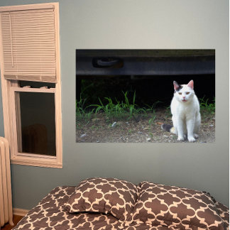 Cat Photo Poster