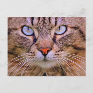 cat photo tabby postcard