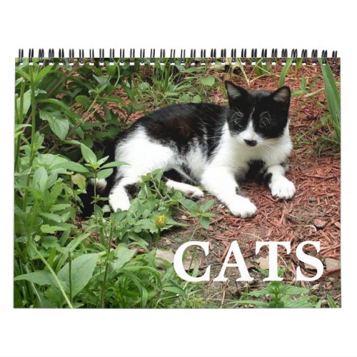 Cat Photographs  Calendar