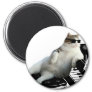 Cat piano - cat with sunglasses - cat drawing magnet