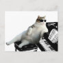 Cat piano - cat with sunglasses - cat drawing postcard