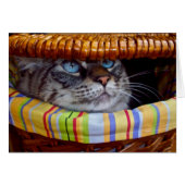 Cat Picnic (Front Horizontal)