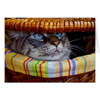Cat Picnic Cards