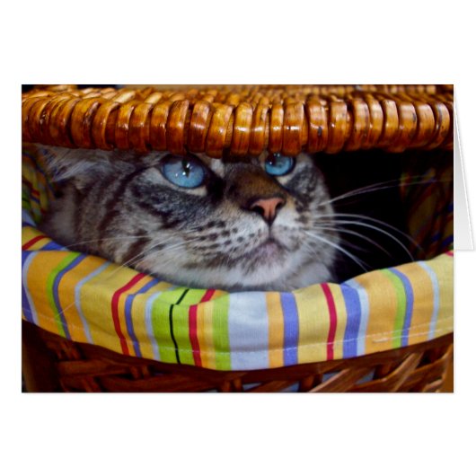 Cat Picnic Cards (Front Horizontal)