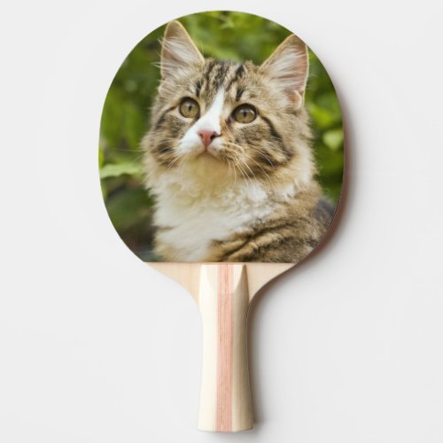 Cat Ping Pong Paddle
