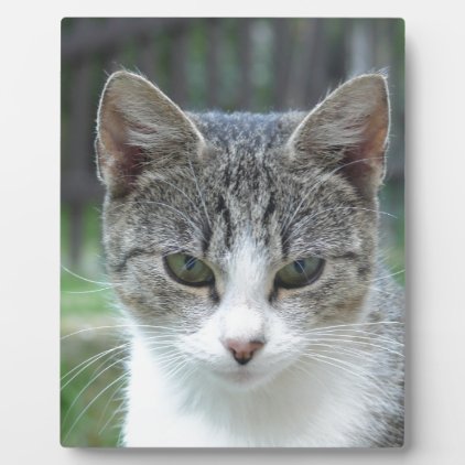 cat plaque