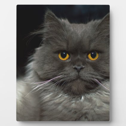 cat plaque