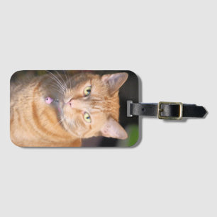 Cat Playing Cards Luggage Tag