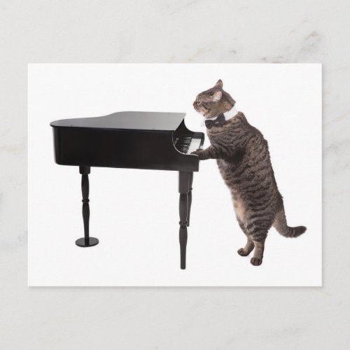 Cat Playing Piano Postcard