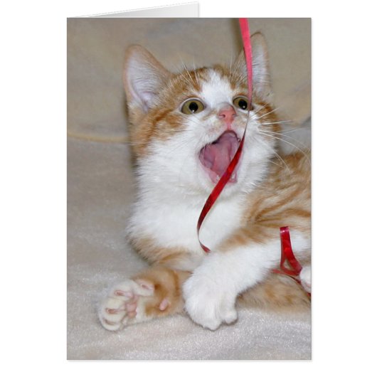 Cat plays with ribbon cards (Front)