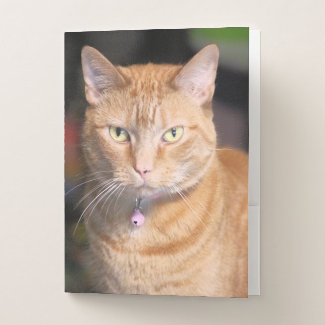 Cat  pocket folder (Front)