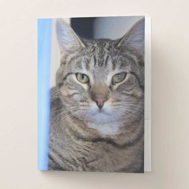 Cat  pocket folder (Front)