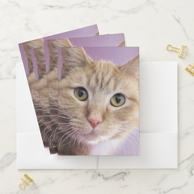 Cat Pocket Folder (In Situ)