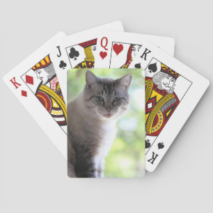 Cat Poker Cards