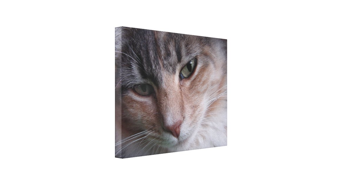 Cat Portrait Canvas Print