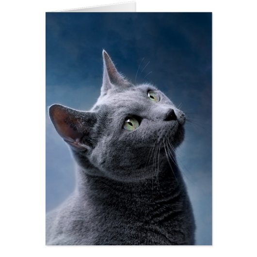 Cat Portrait Cards (Front)