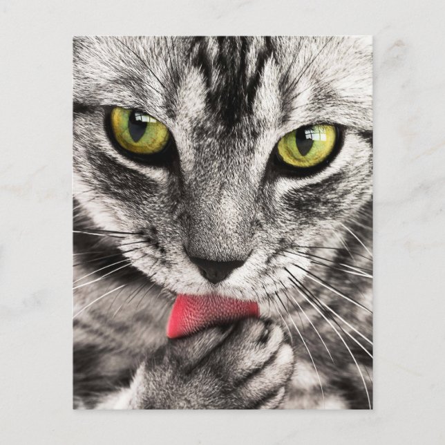 Cat Portrait Flyer (Front)