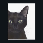 Cat, Portrait of Gus Postcard<br><div class="desc">Cat,  Portrait of Gus by Fabfunky. Features an upclose image of a cute black cat. | 191548D</div>