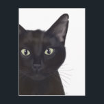 Cat, Portrait of Gus Postcard<br><div class="desc">Cat, Portrait of Gus by Fabfunky. Features an upclose image of a cute black cat. | 191548D</div>