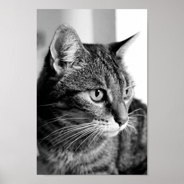 Cat portrait - the thinker poster (Front)