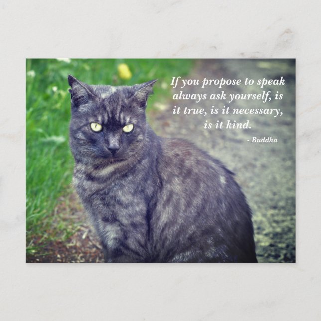 Cat posing on a walk Motivational Buddhist Quote Postcard (Front)