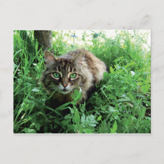 cat postcard