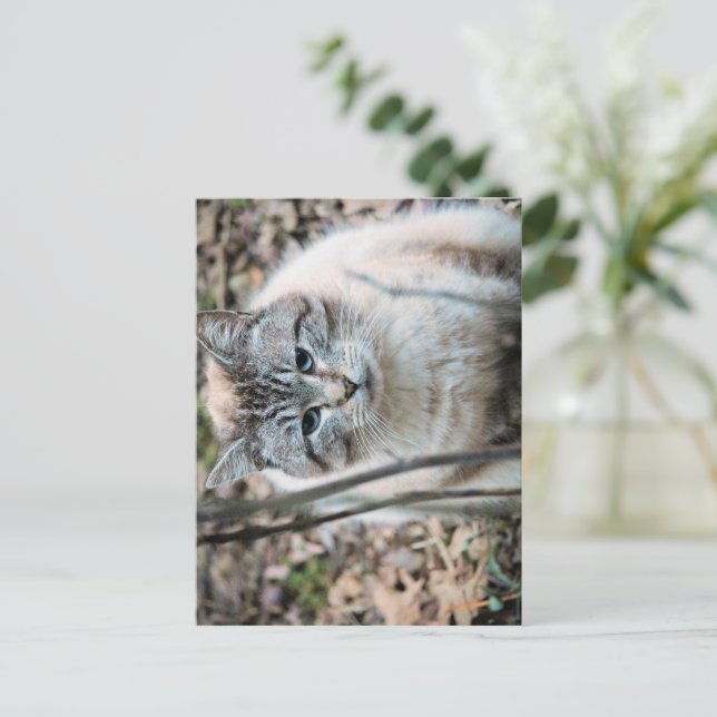 Cat Postcard (Standing Front)