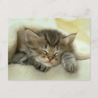 cat postcard