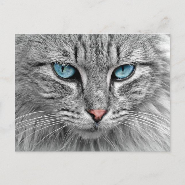 Cat Postcard (Front)