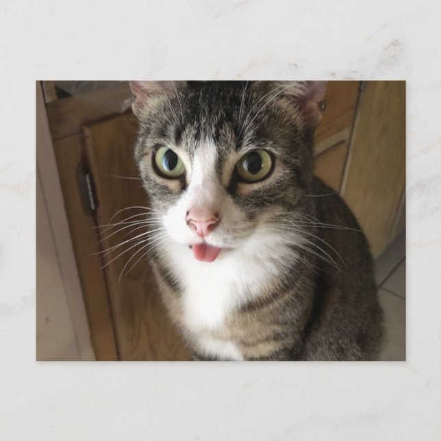 Cat Postcard (Front)