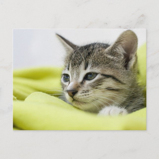 Cat Postcard (Front)