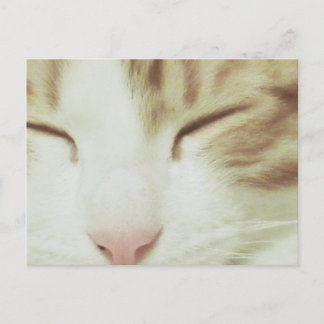 Cat Postcard featuring Filipos Apollo