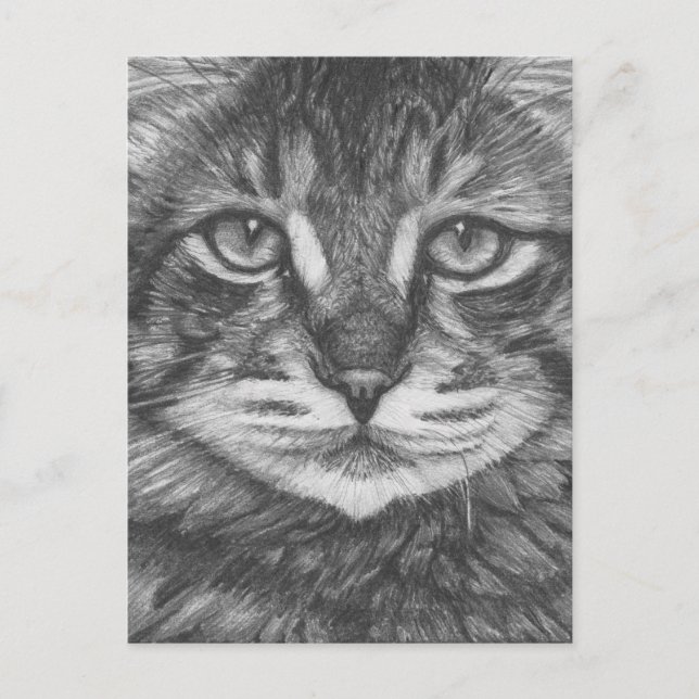 Cat postcard. Pencil drawing Postcard (Front)