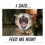 Cat Poster Cat Poster