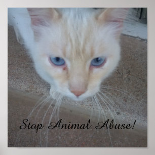 Cat Poster