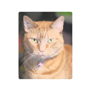 Cat Poster