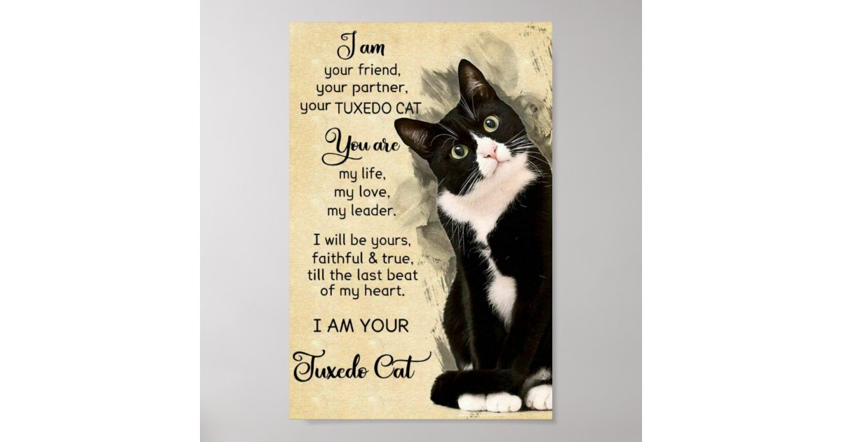 Cat Poster 