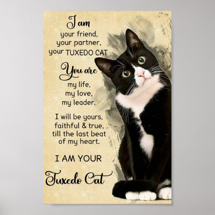 Cat Poster | Zazzle