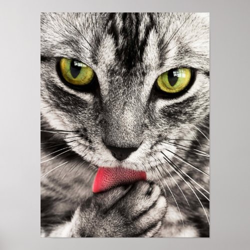 Cat Poster