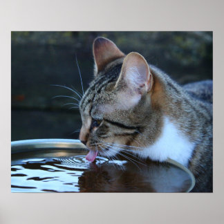 Cat Poster