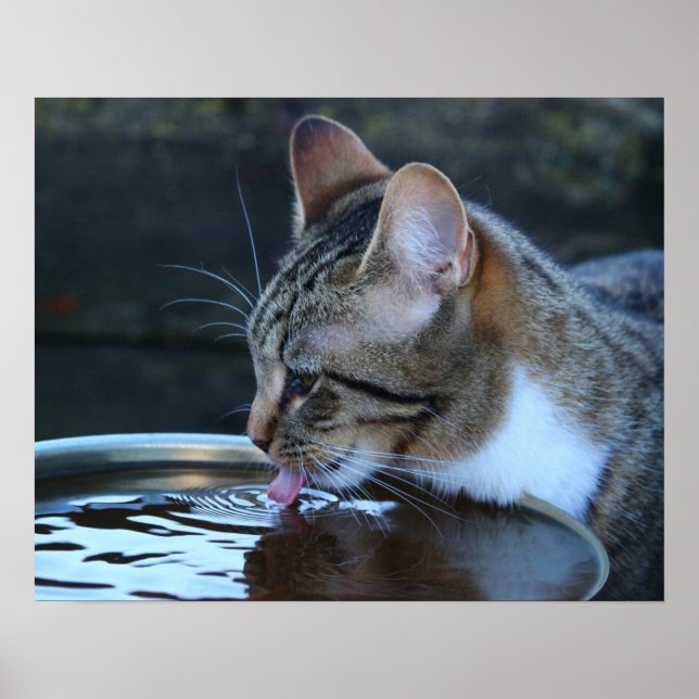 Cat Poster (Front)