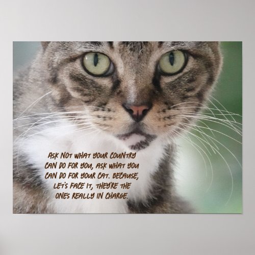 Cat poster for the ultimate cat lover