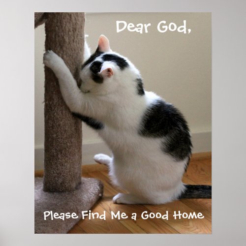 Cat Praying Poster