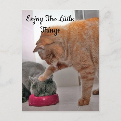 Cat pressing the head of another cat in a bowl postcard