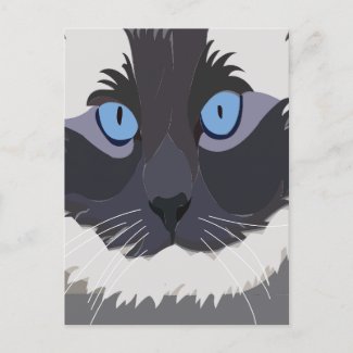 Cat Ragdoll Blue Eyes Kitty